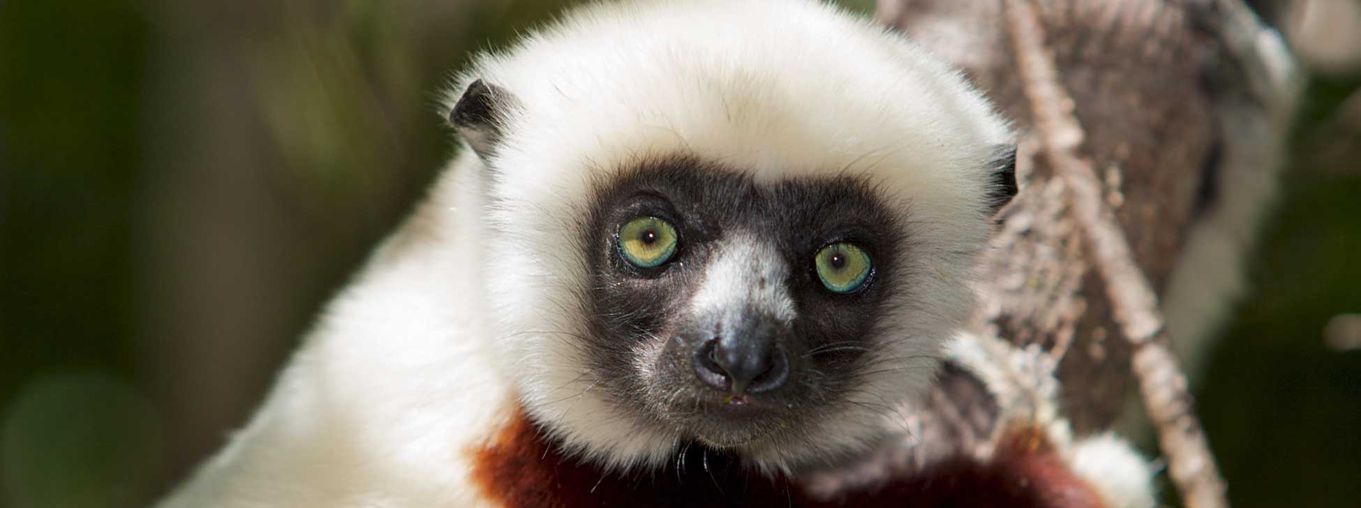 Are We Saying Goodbye to Madagascars Lemurs?