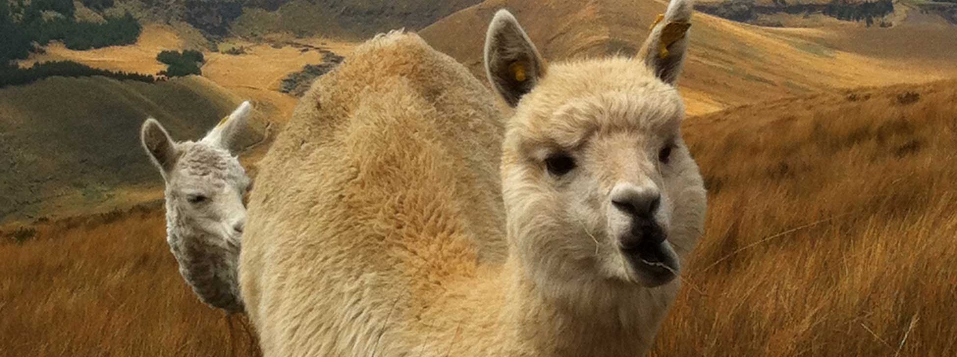 Everyone Owns the Alpacas