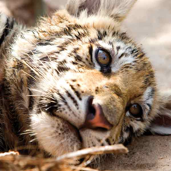 Taming the Tiger: Inside Thailands Tiger Temple