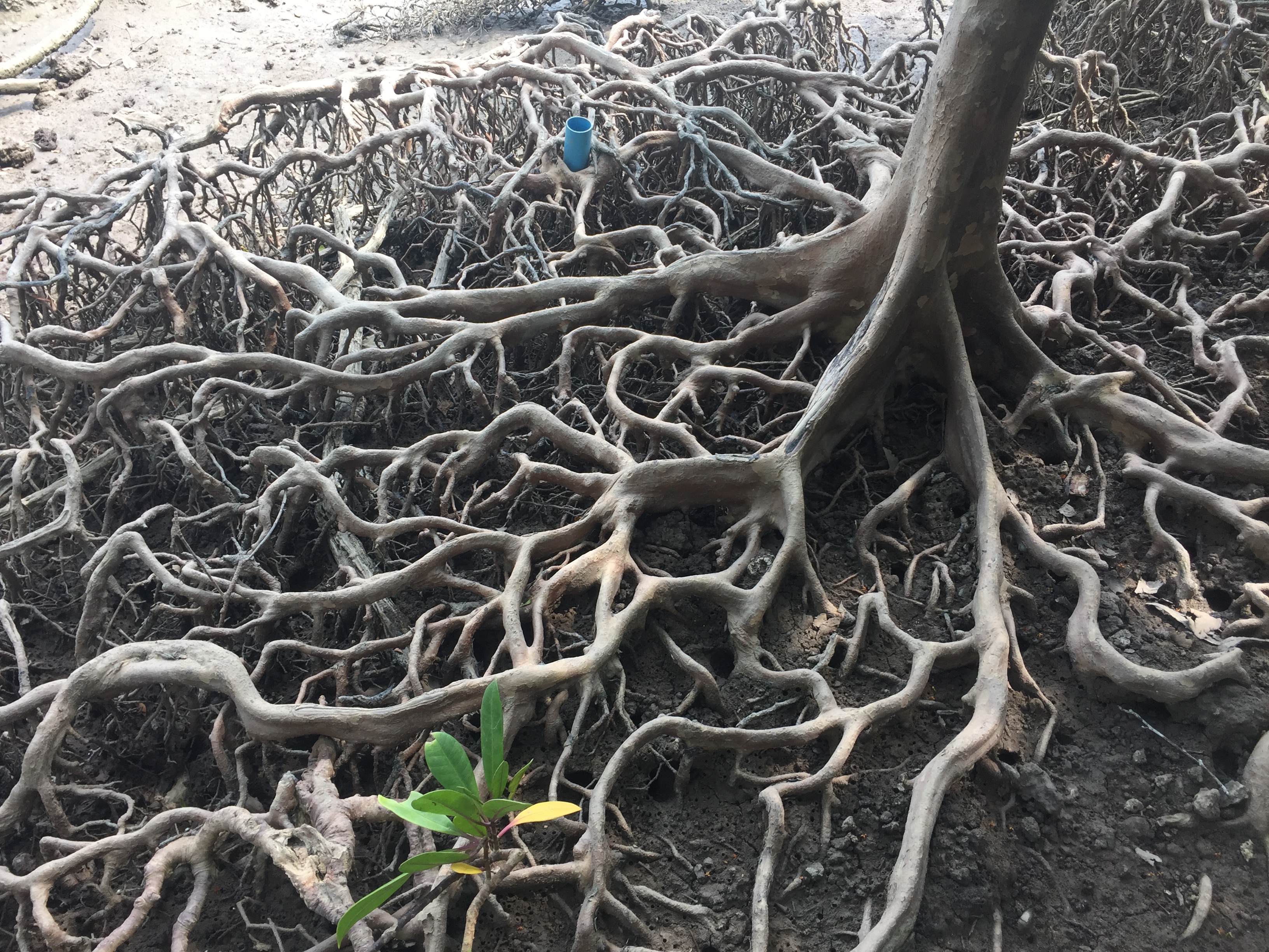 Mangrove Matters