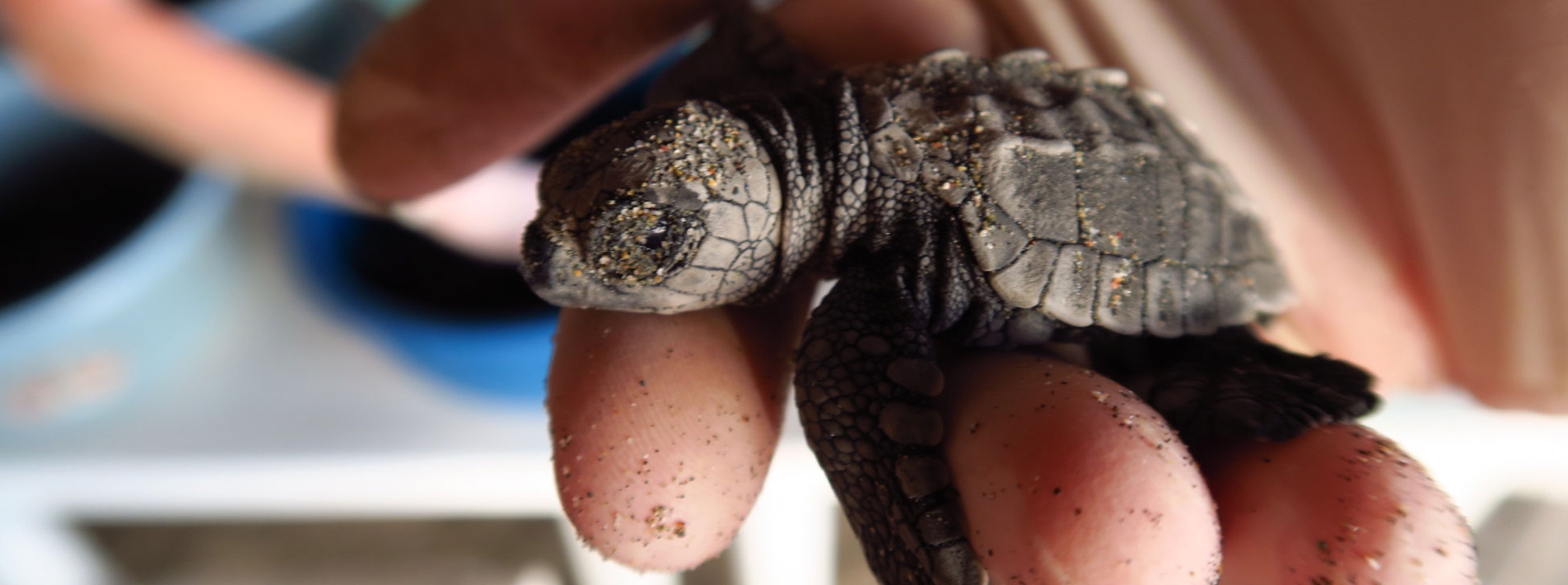 Sea Turtle Sanctuaries: Building a Culture of Conservation in Mexico