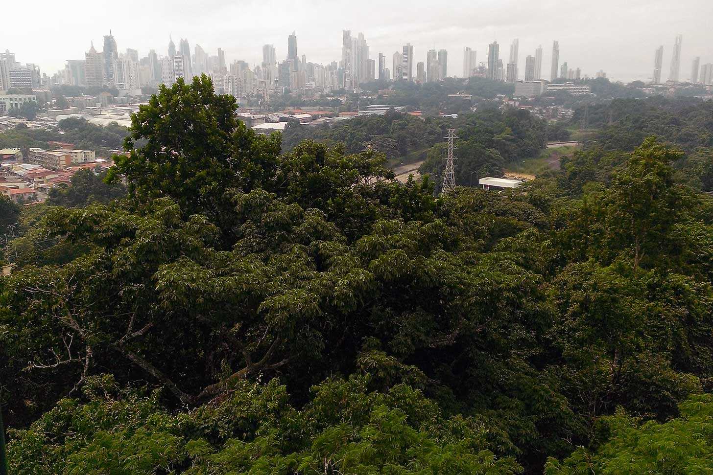 The Search for Real Panamanian Food