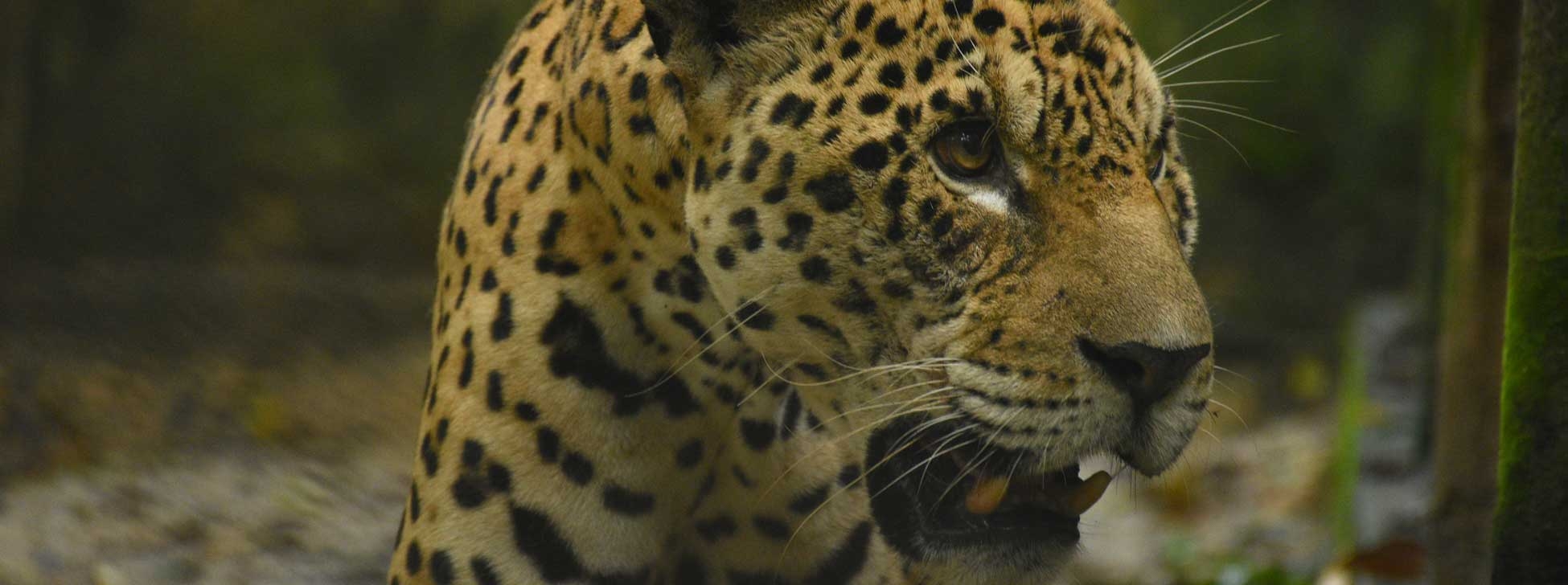 Pedro the Jaguar and Other Residents of the Village Padre Cocha