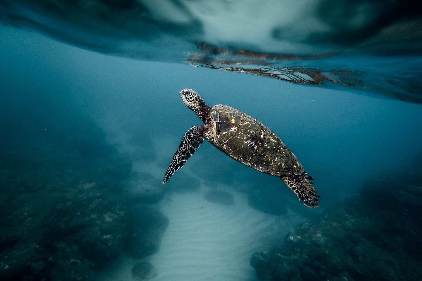 Tides of Affection: A Hard-won Love of Volunteering with Sea Turtles