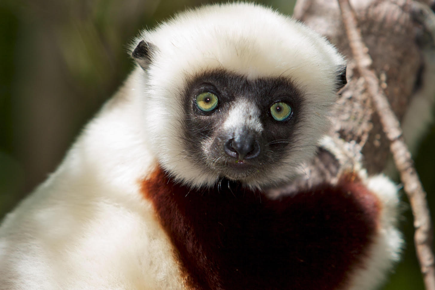 Are We Saying Goodbye to Madagascars Lemurs?