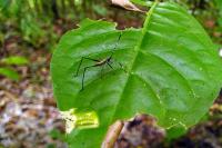 A grasshopper on BCI.